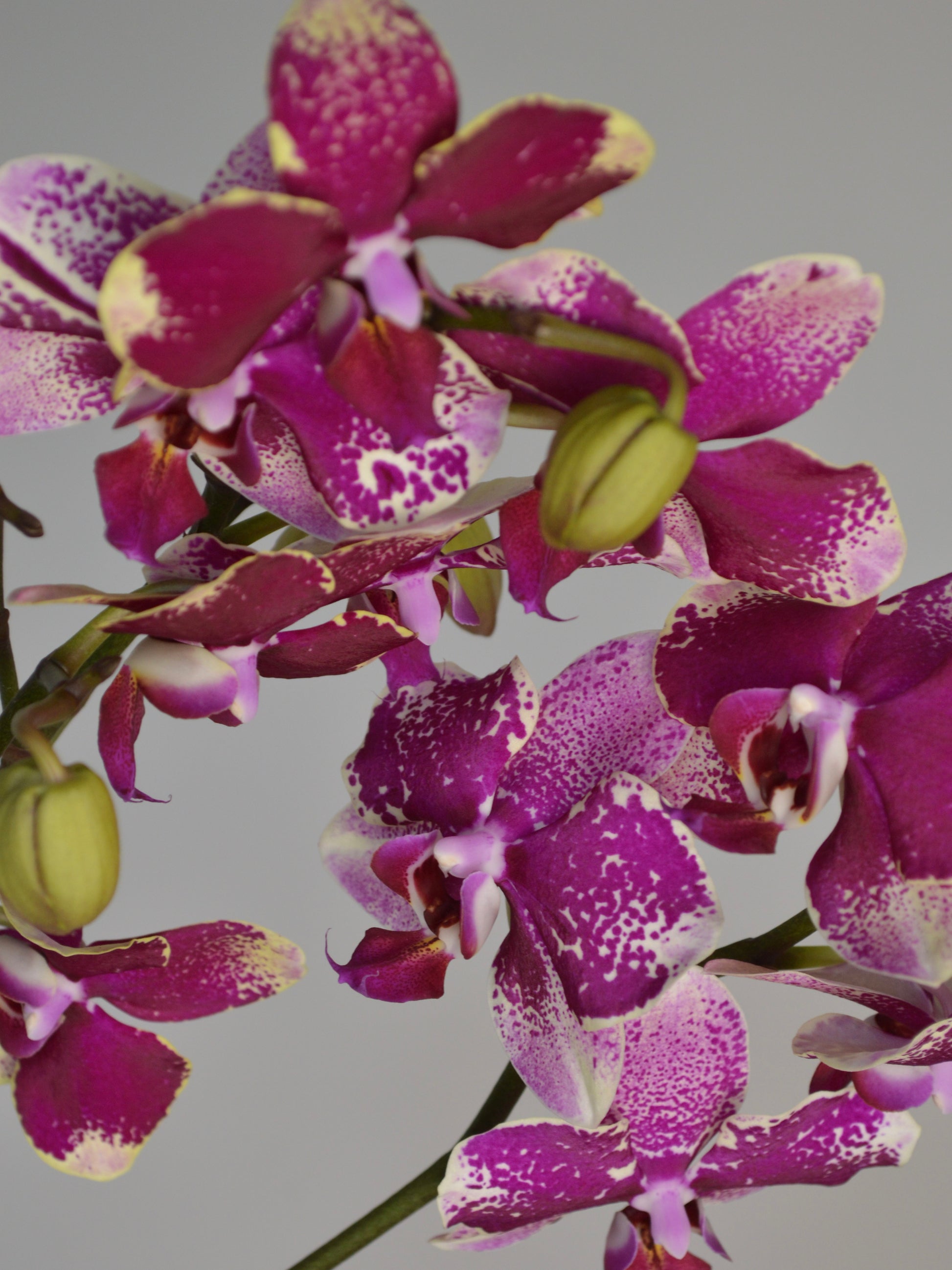Close-up of a flowering Phalaenopsis orchid with magenta-purple petals speckled with white, green buds, and green stems against a plain light grey background.