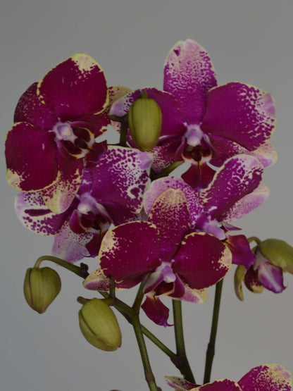 A close-up of a flowering orchid stem with deep magenta-purple petals speckled with cream and white, alongside green buds, set against a plain light grey background.