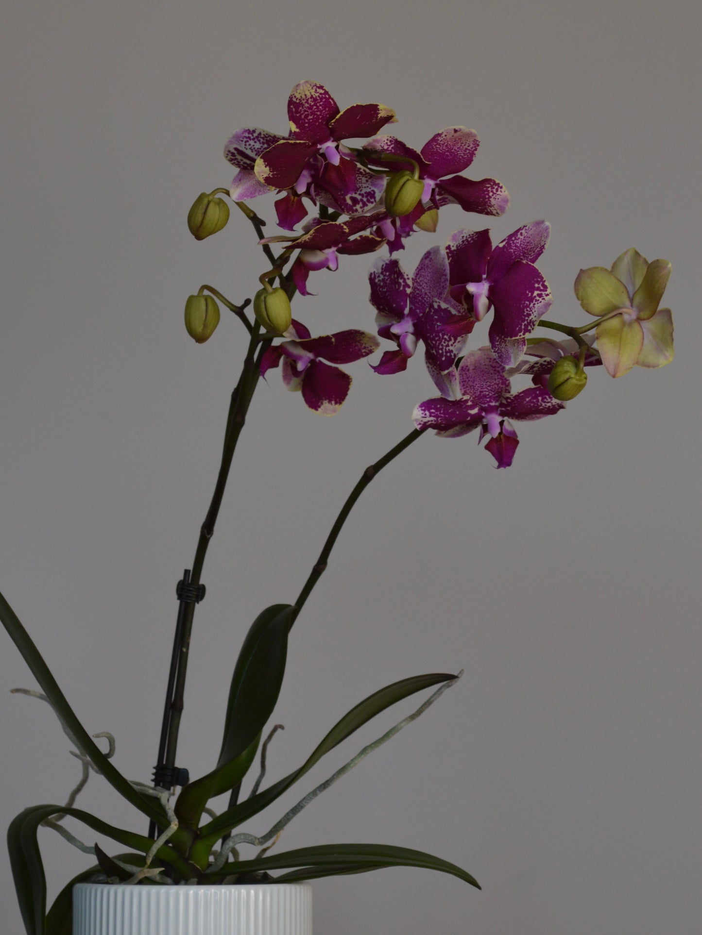 A potted Phalaenopsis orchid with deep purple and magenta flowers, some with pale yellow trims, green buds, and long green leaves, in a white ribbed pot against a plain grey background.