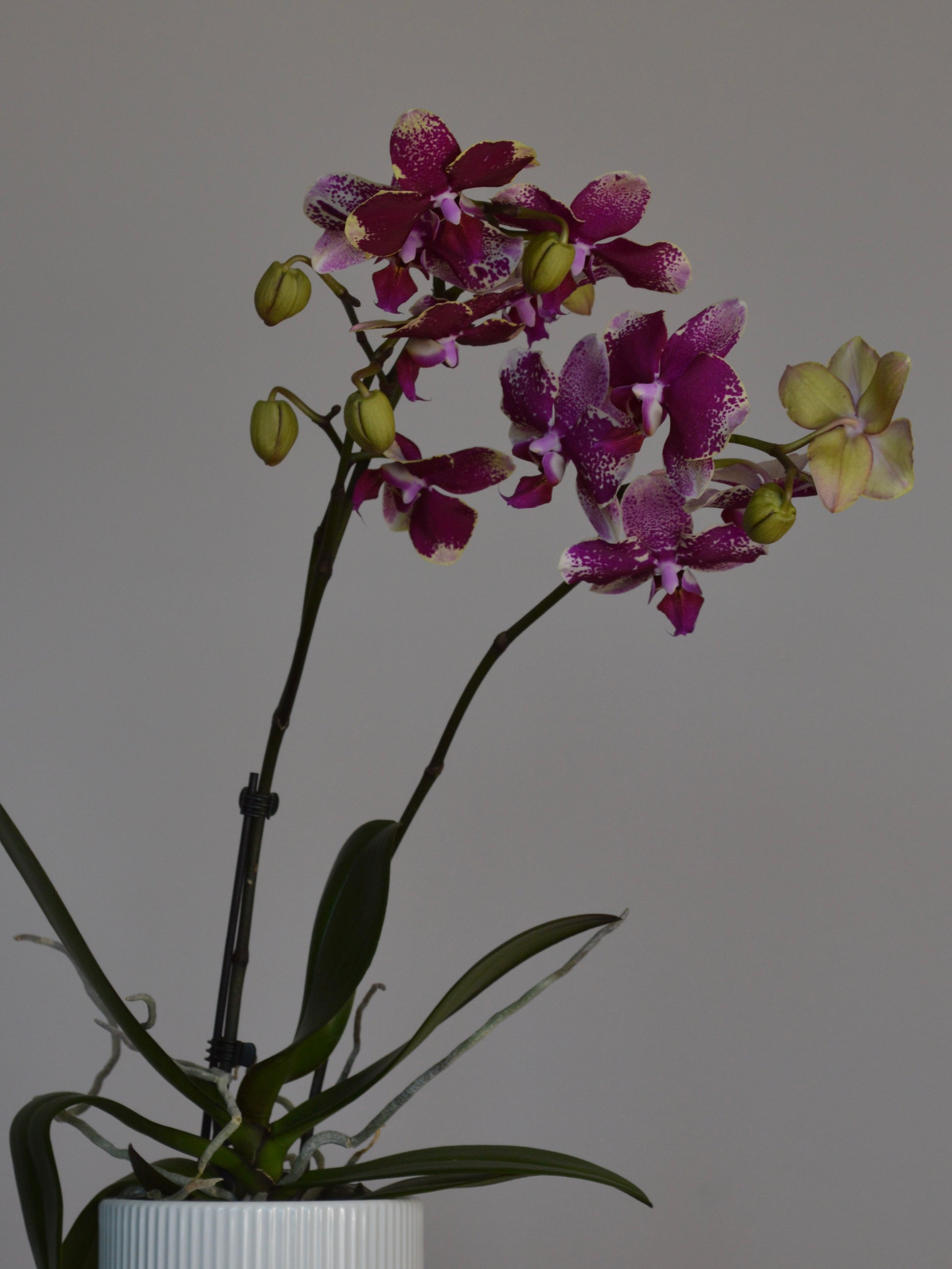 A potted Phalaenopsis orchid with deep purple and magenta flowers, some with pale yellow trims, green buds, and long green leaves, in a white ribbed pot against a plain grey background.