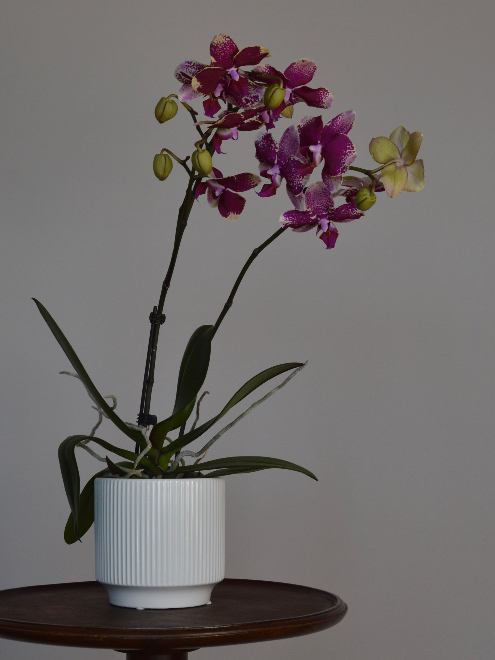 A potted Phalaenopsis orchid with ombre purple flowers, displayed in a white ribbed ceramic pot on a dark wooden table against a plain grey backdrop.