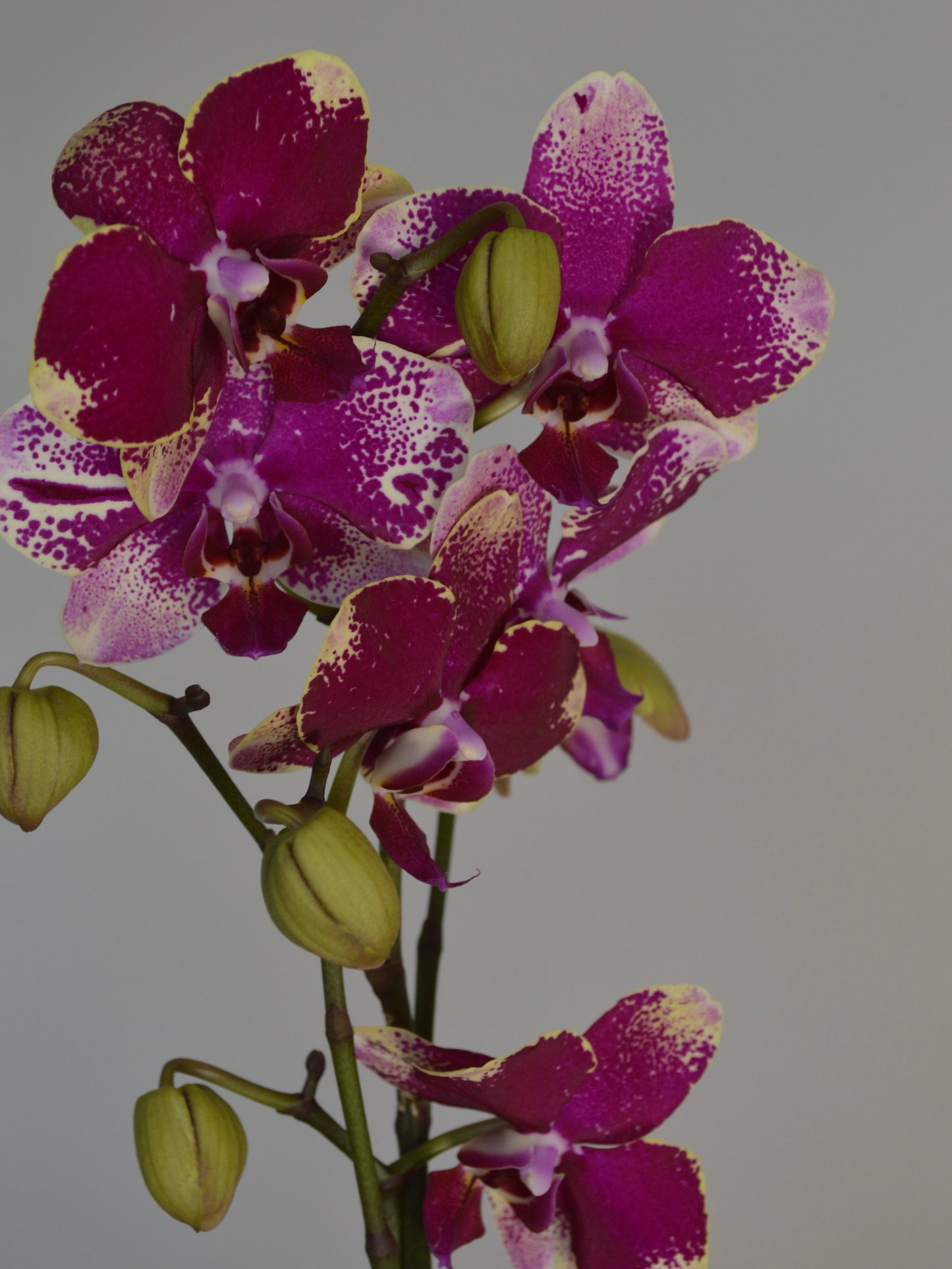 A close-up of a Phalaenopsis orchid stem with deep magenta-purple petals speckled with white, green sepals, and several closed buds against a plain light grey background.