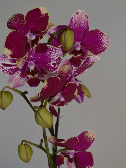 A close-up of a Phalaenopsis orchid stem with deep magenta-purple petals speckled with white, green sepals, and several closed buds against a plain light grey background.