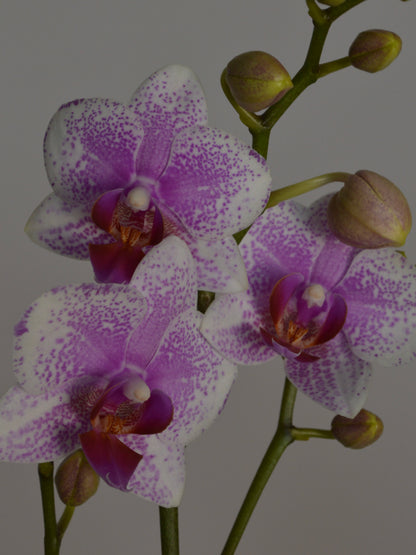 Purple and white spotted Phalaenopsis orchid flowers with green stems and buds on a plain grey background.