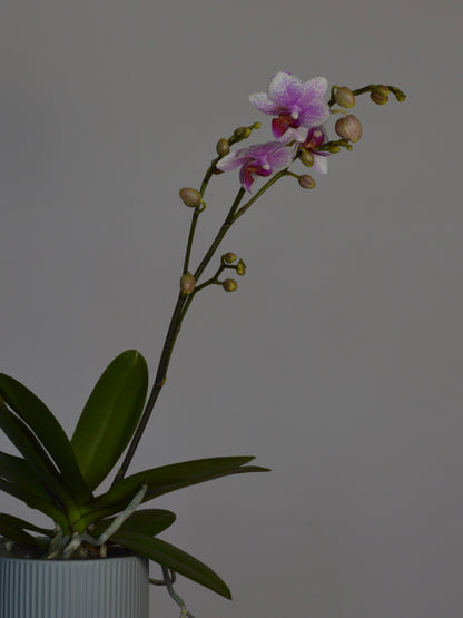 A potted Phalaenopsis orchid with green leaves and a long flowering stem bearing two pale pink and white blossoms, set against a plain grey background.