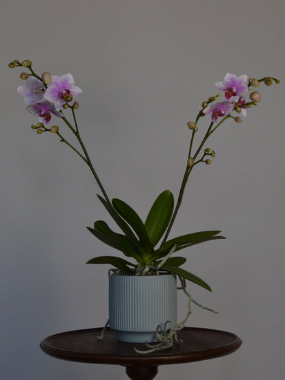 A potted orchid with two flowering stems and green leaves, placed on a round dark wooden table against a plain light grey wall.