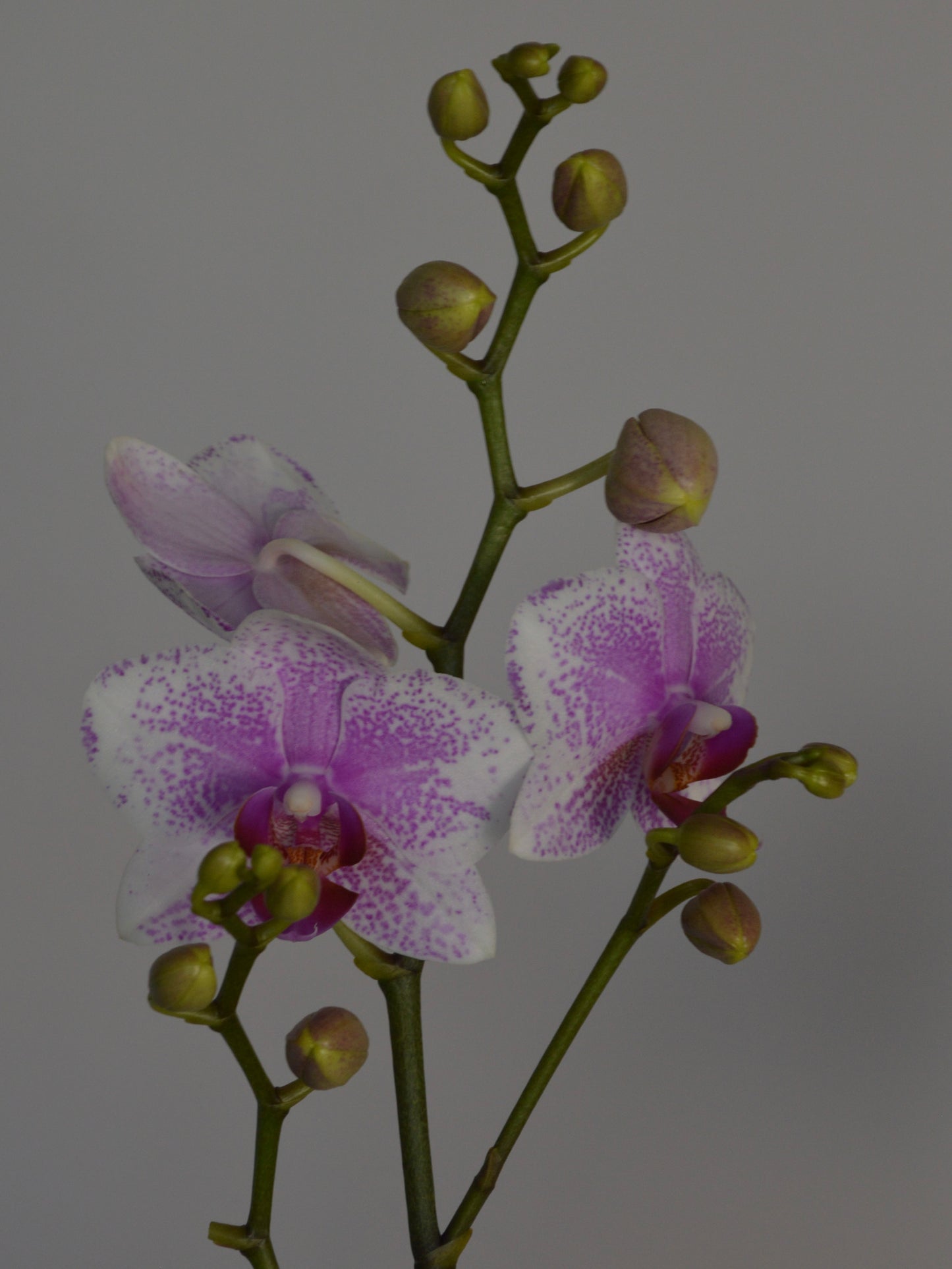 A close-up of a purple and white spotted orchid flower stem with green buds against a plain grey background.
