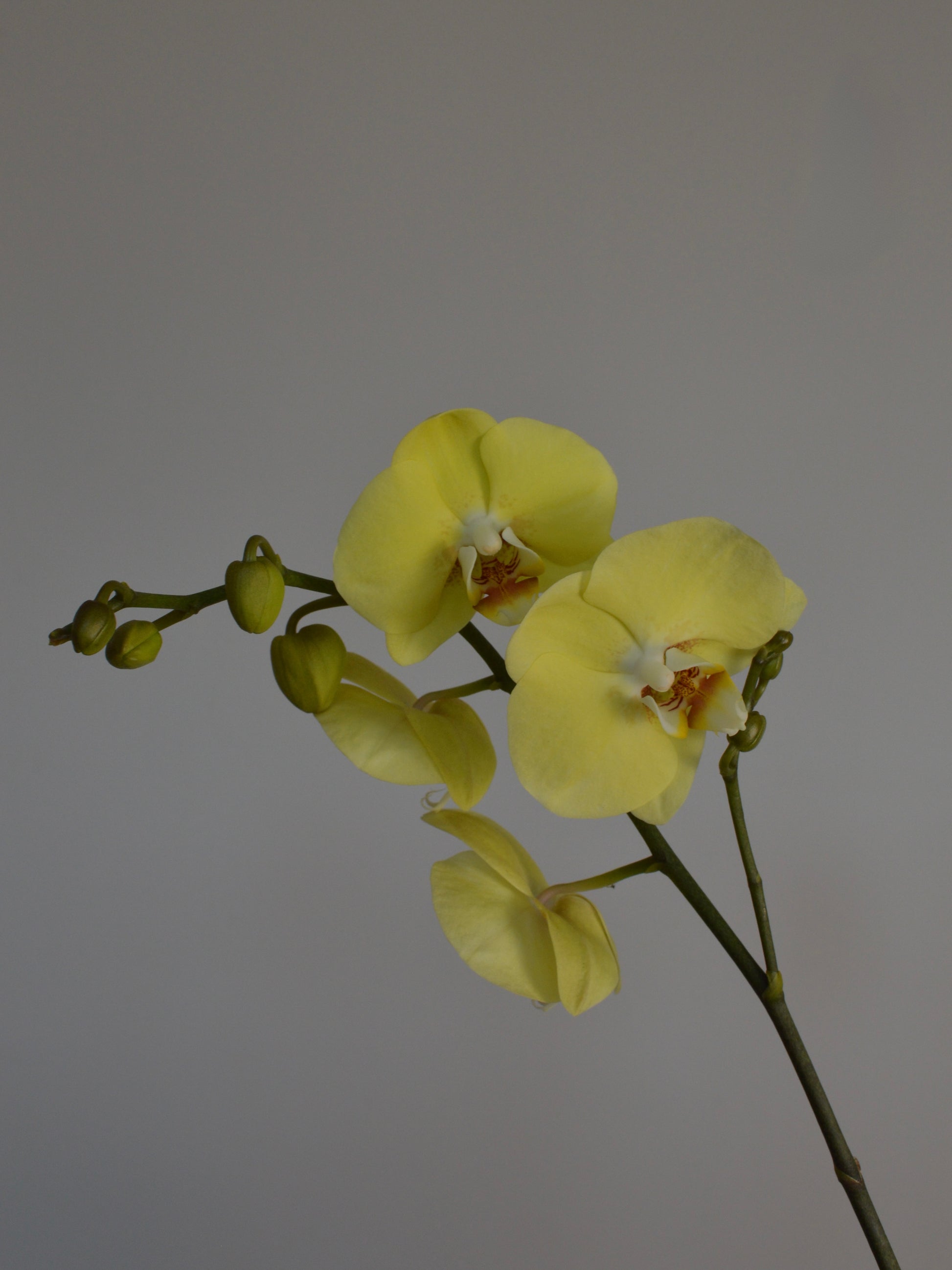 A pale yellow Phalaenopsis orchid flower with several buds on a dark stem, photographed against a plain light grey background.