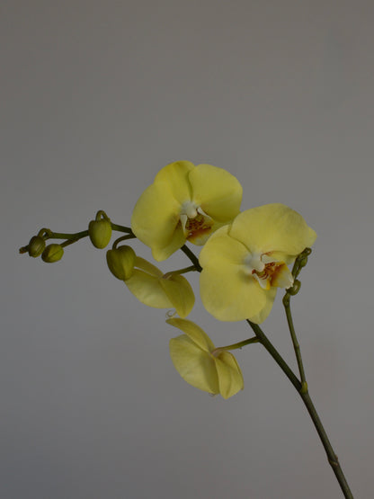 A pale yellow Phalaenopsis orchid flower with several buds on a dark stem, photographed against a plain light grey background.