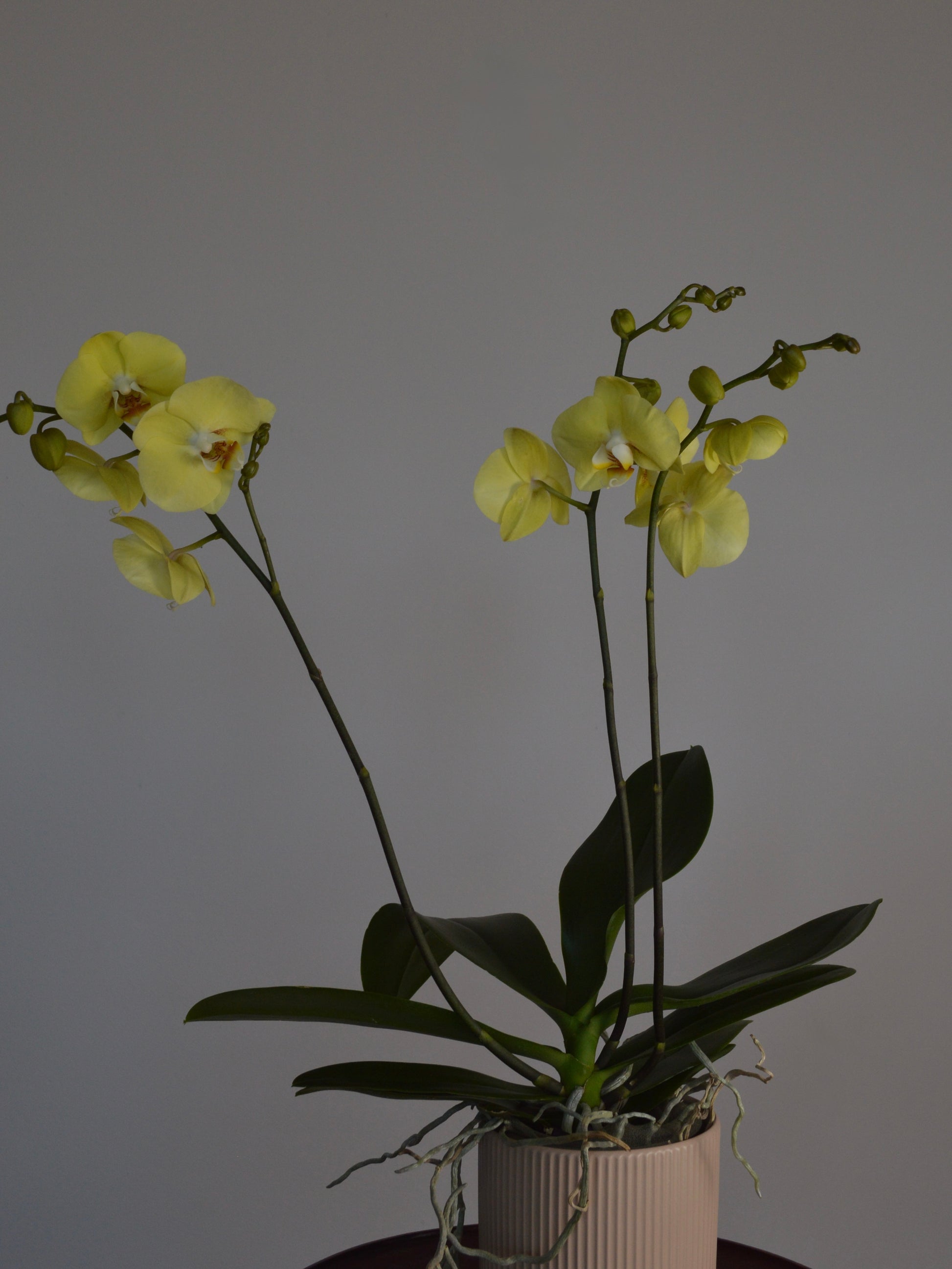 A potted yellow orchid with two flowering stems, dark green leaves, and a ribbed off-white ceramic pot against a plain grey background.