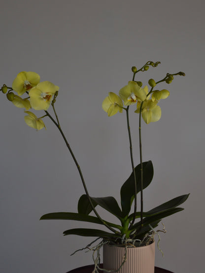 A potted yellow orchid with two flowering stems, dark green leaves, and a ribbed off-white ceramic pot against a plain grey background.