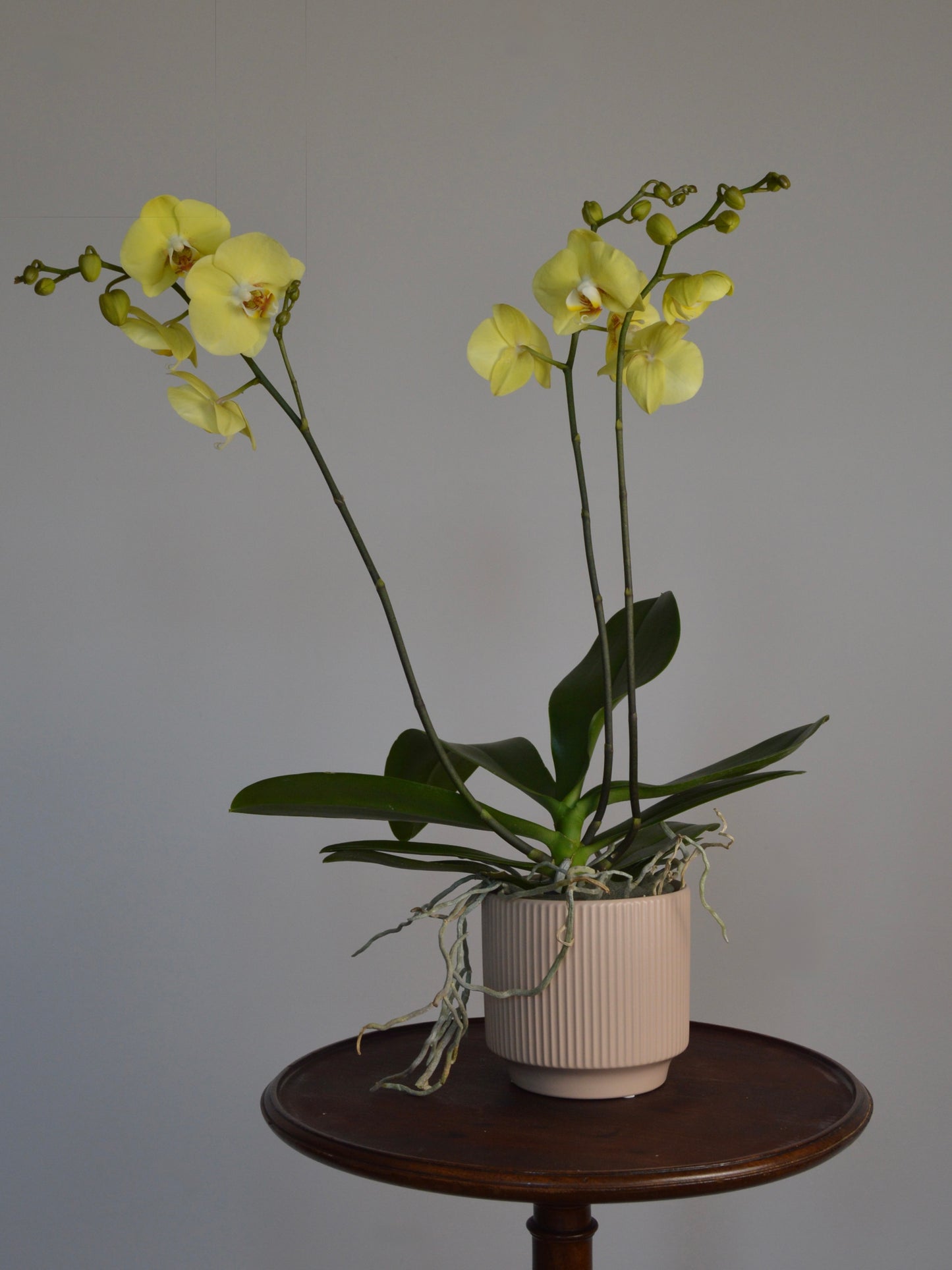 A potted yellow Phalaenopsis orchid with two flowering stems, displayed on a dark wooden side table against a plain grey wall.