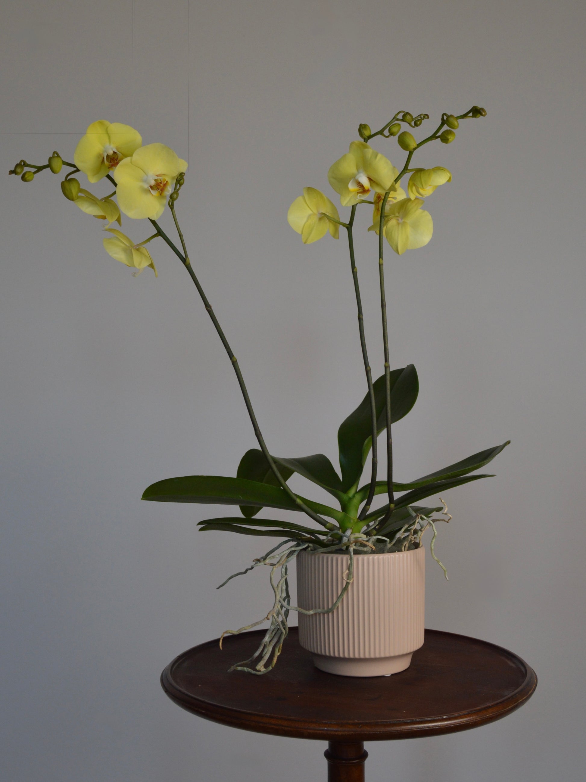 A potted yellow Phalaenopsis orchid with two flowering stems, displayed on a dark wooden side table against a plain grey wall.