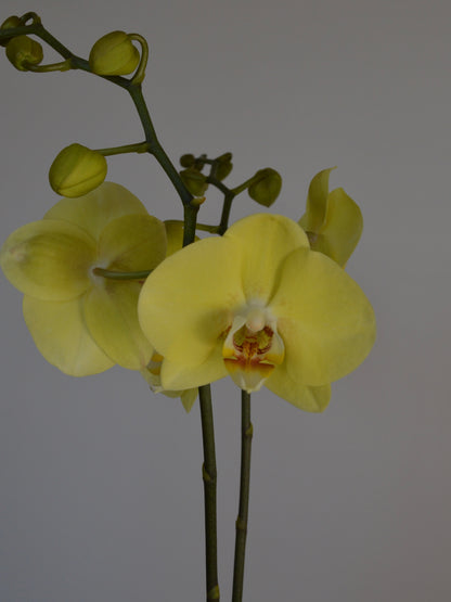 A pale yellow Phalaenopsis orchid with two open flowers and several buds on a dark stem, photographed against a plain light grey background.