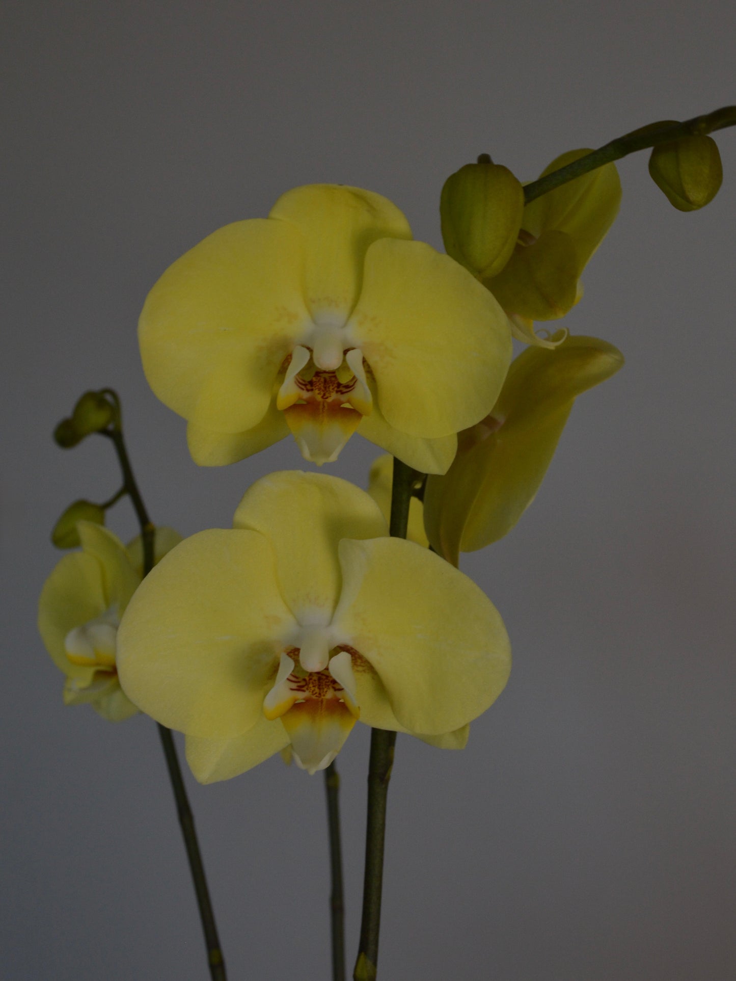 Yellow Phalaenopsis orchid flowers with dark green stems against a solid grey background.