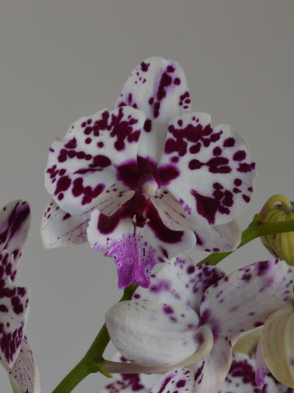 A close-up of a white Phalaenopsis orchid flower with deep purple spots and a purple centre, shown on a green stem against a plain grey background.