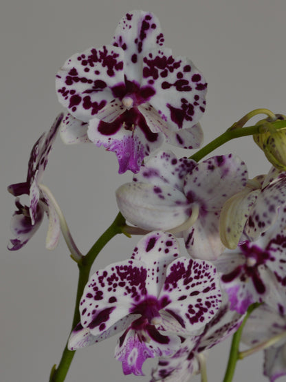 White and purple spotted Phalaenopsis orchid flowers on green stems against a plain grey background.