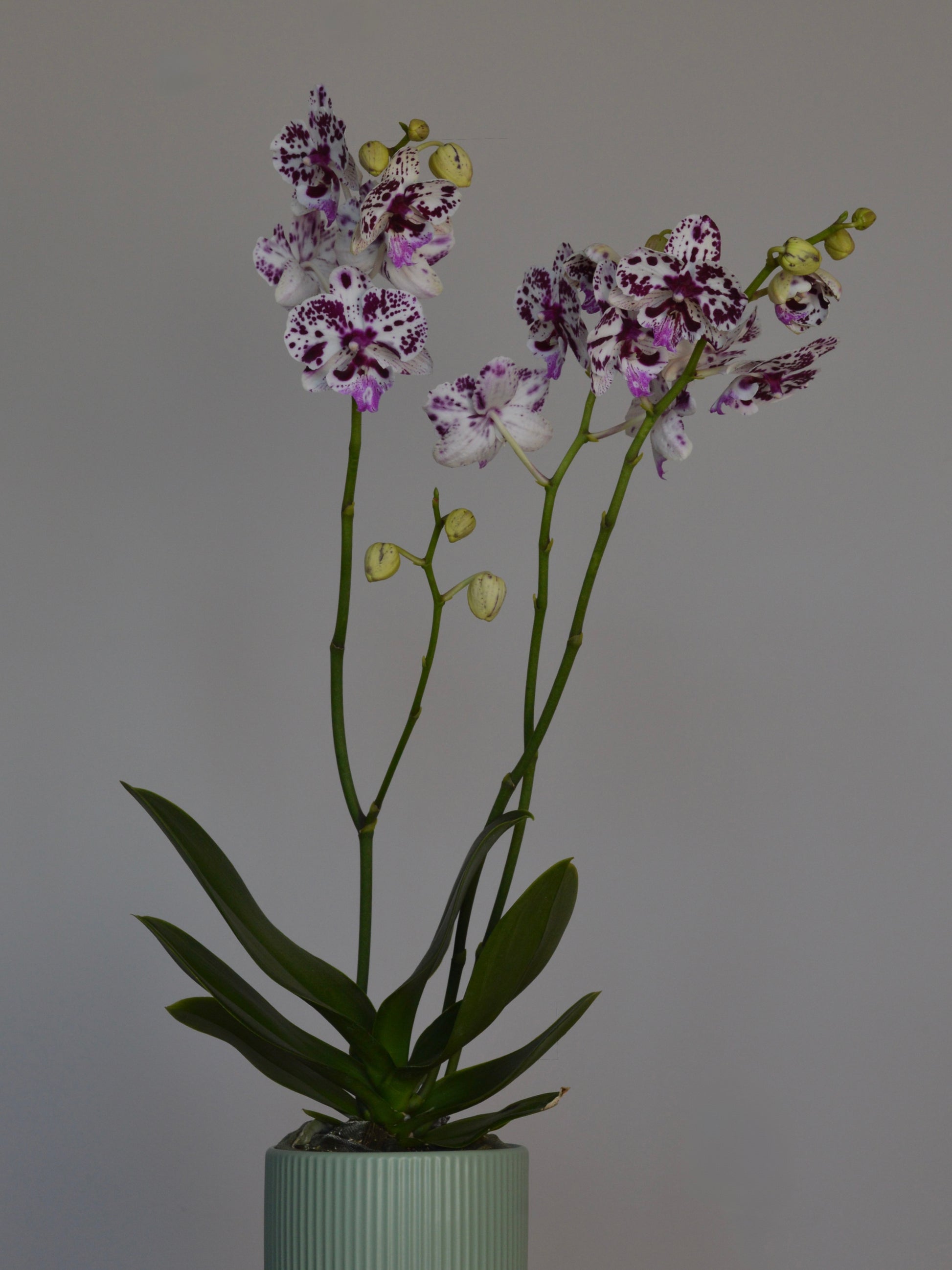A potted Phalaenopsis orchid with purple and white spotted flowers and green leaves, set against a plain gray background.