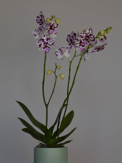 A potted Phalaenopsis orchid with purple and white spotted flowers and green leaves, set against a plain gray background.