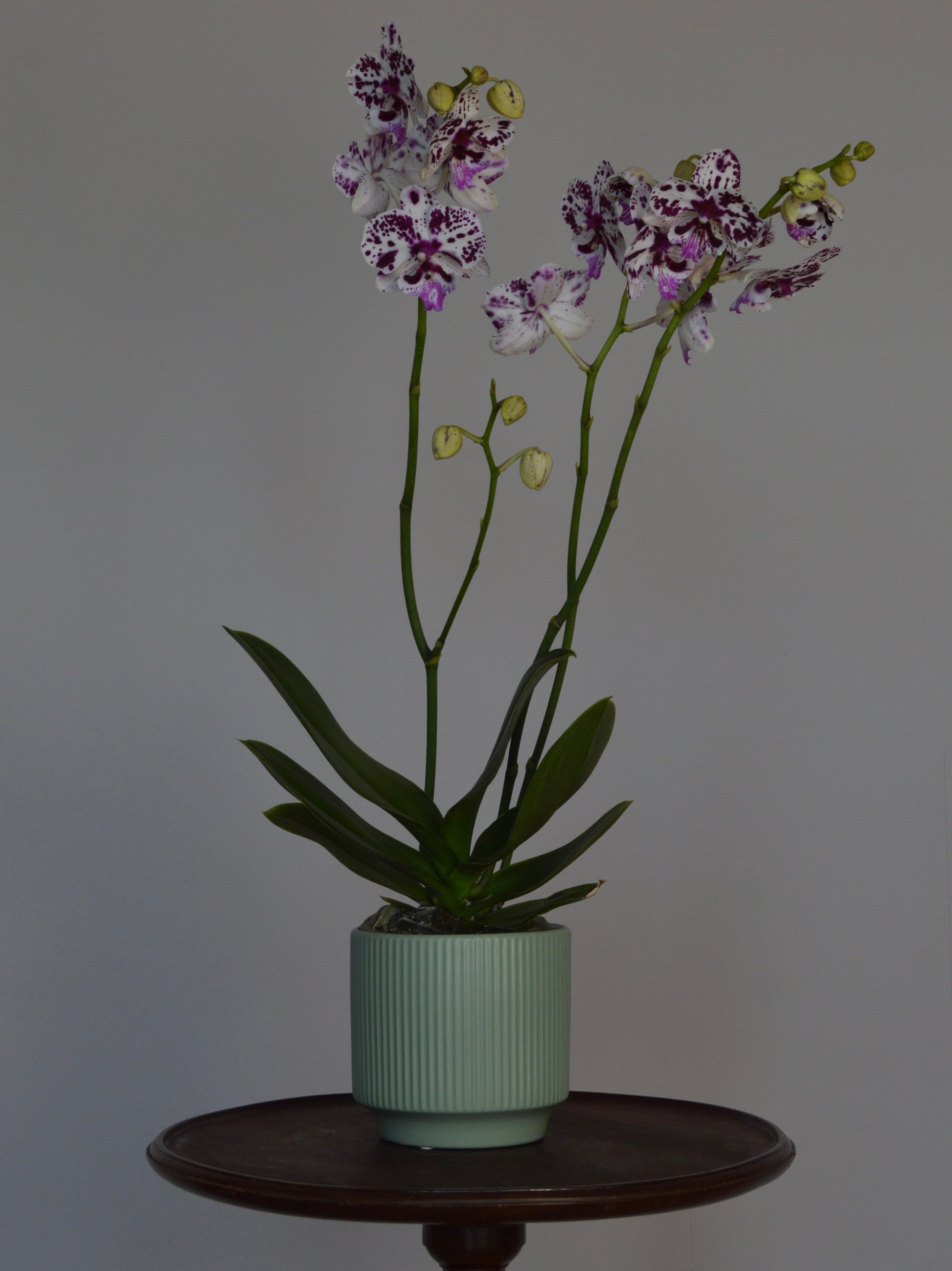 A potted Phalaenopsis orchid with purple and white spotted flowers and green leaves, in a ribbed pale green ceramic pot on a dark wooden stand against a plain grey background.