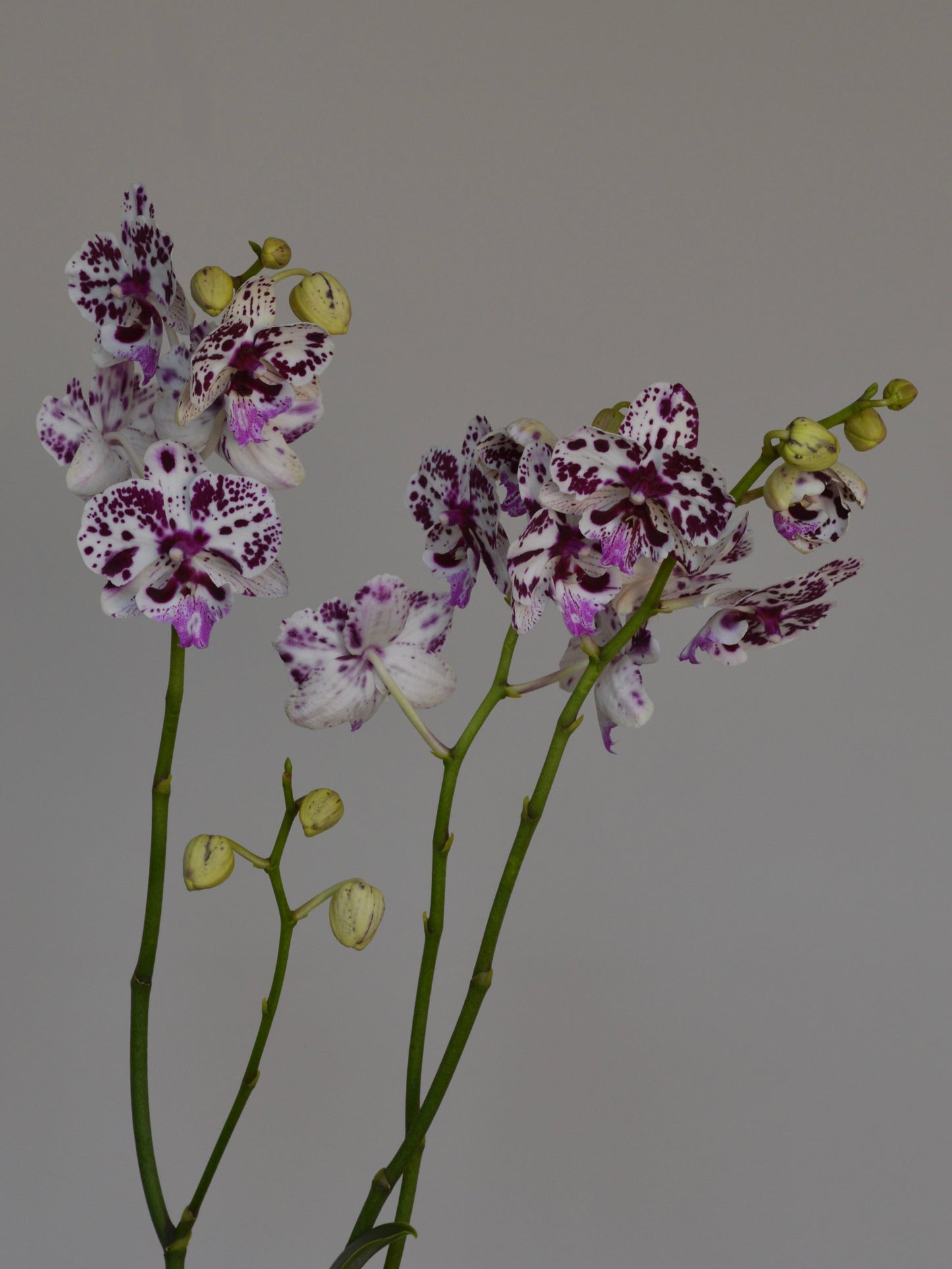 A close-up of orchid stems with white flowers speckled in deep purple and several small pale yellow buds, set against a plain grey background.