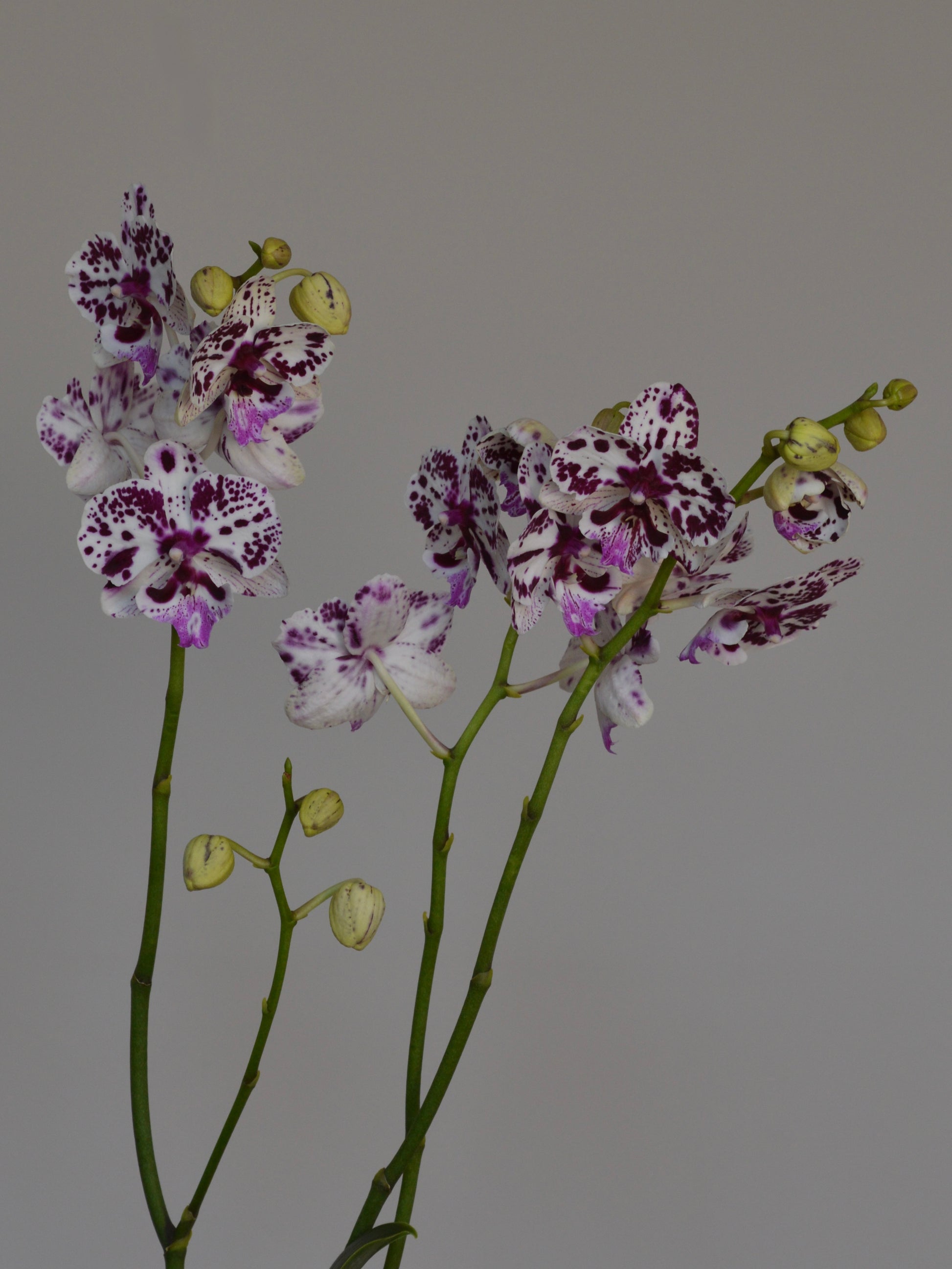 A close-up of orchid stems with white flowers speckled in deep purple and several small pale yellow buds, set against a plain grey background.