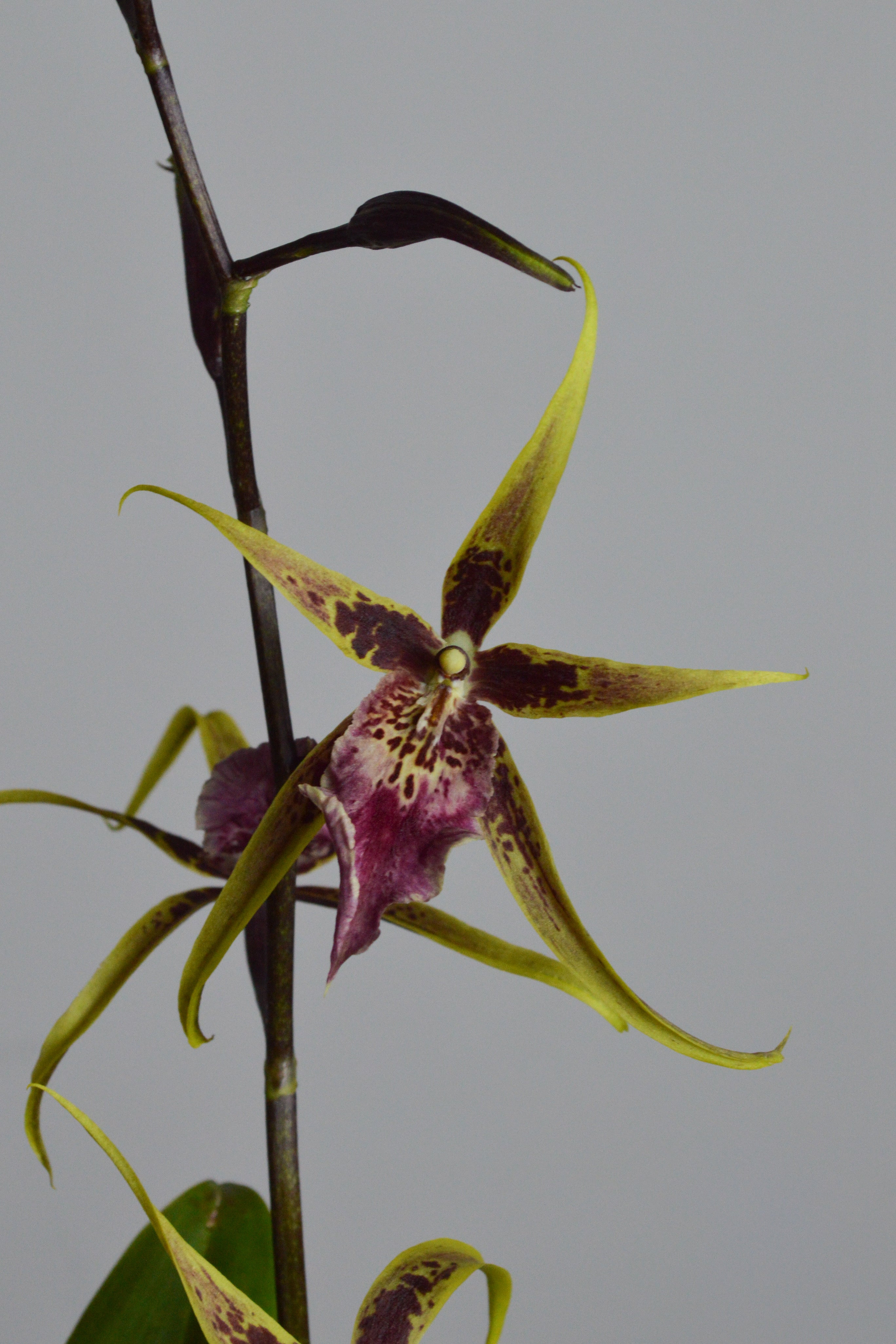 close-up Brassia Orchid, with yellow flower and purple lip