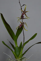 mid shot of brassia orchid, showing roots, leaves and flowers