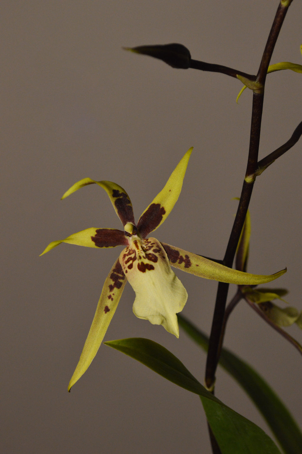 Yellow Barssia orchid with brown spots on a dark background