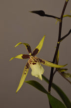 Yellow Barssia orchid with brown spots on a dark background
