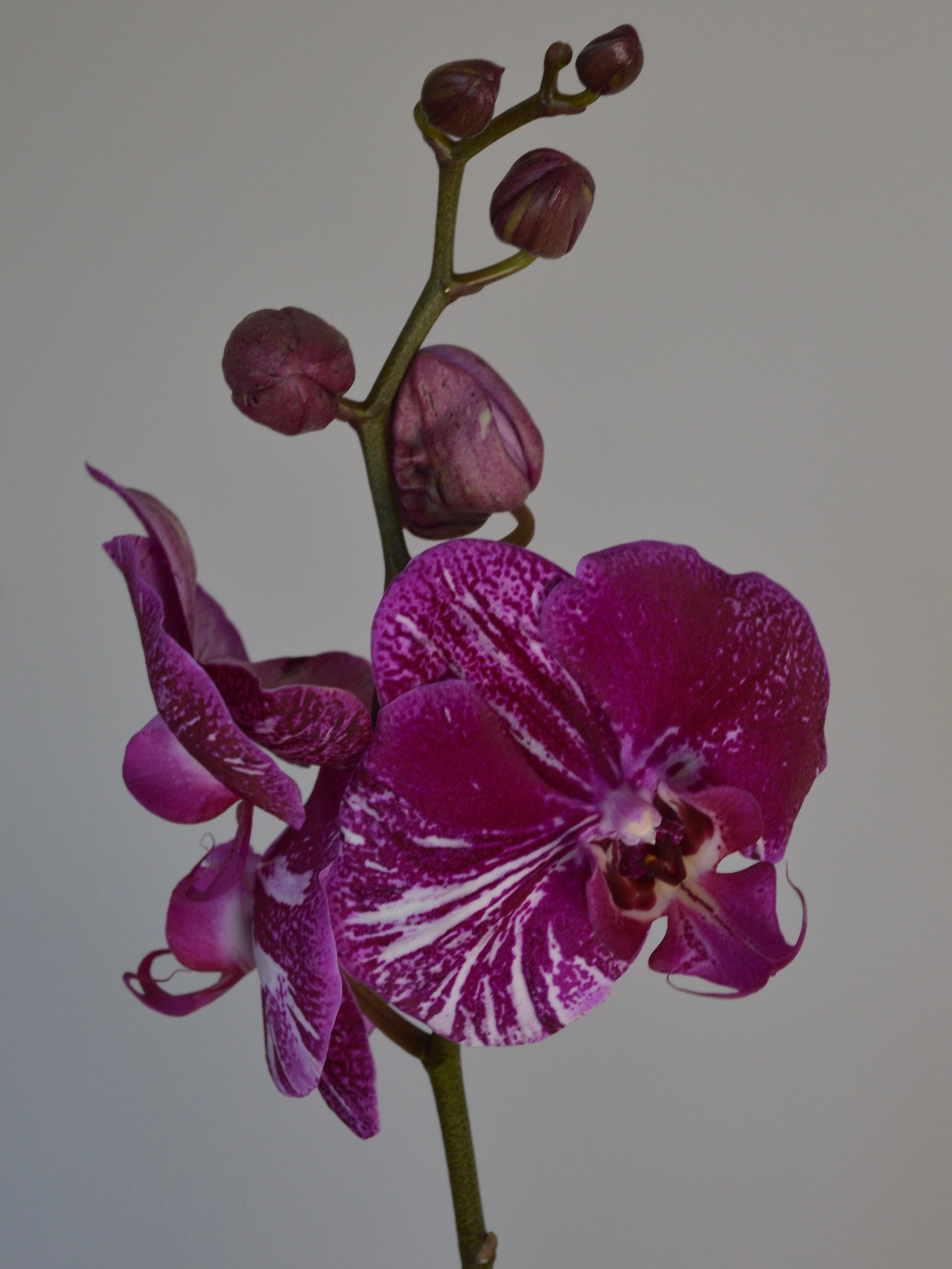 A close-up of a purple and magenta Moth Orchid orchid flower with white veining on its petals, several buds along the stem, and a plain light grey background.