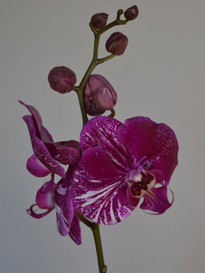 A close-up of a purple and magenta Moth Orchid orchid flower with white veining on its petals, several buds along the stem, and a plain light grey background.