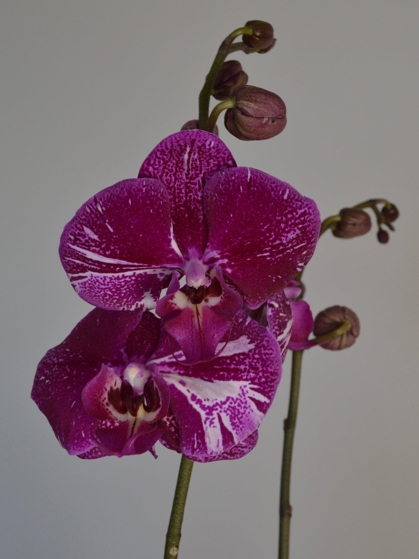 A close-up of a purple and white spotted Phalaenopsis orchid flower with green stems and buds against a plain light grey background.