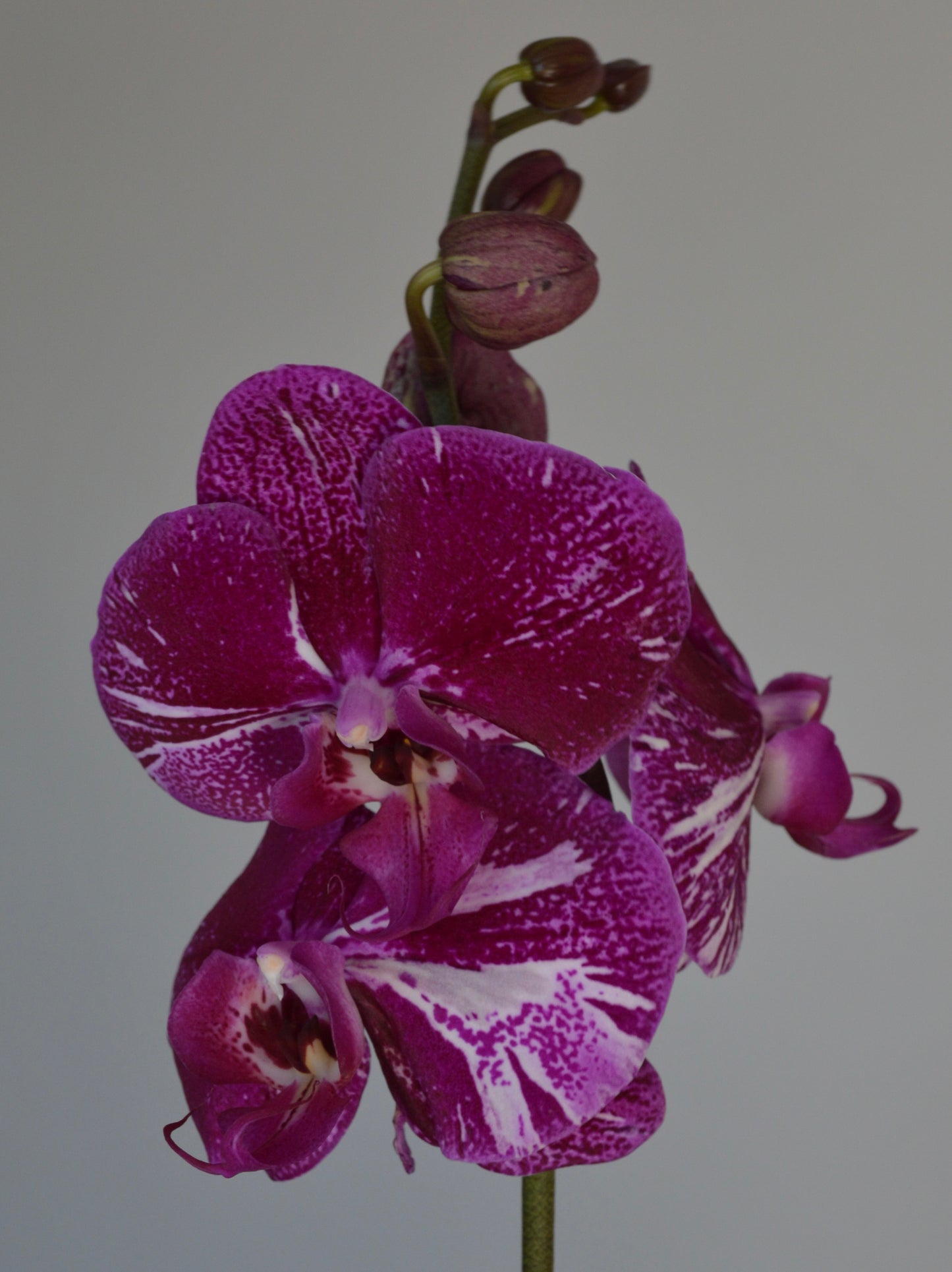 A close-up of a purple and white spotted Phalaenopsis orchid flower with buds on a stem against a plain light gray background.