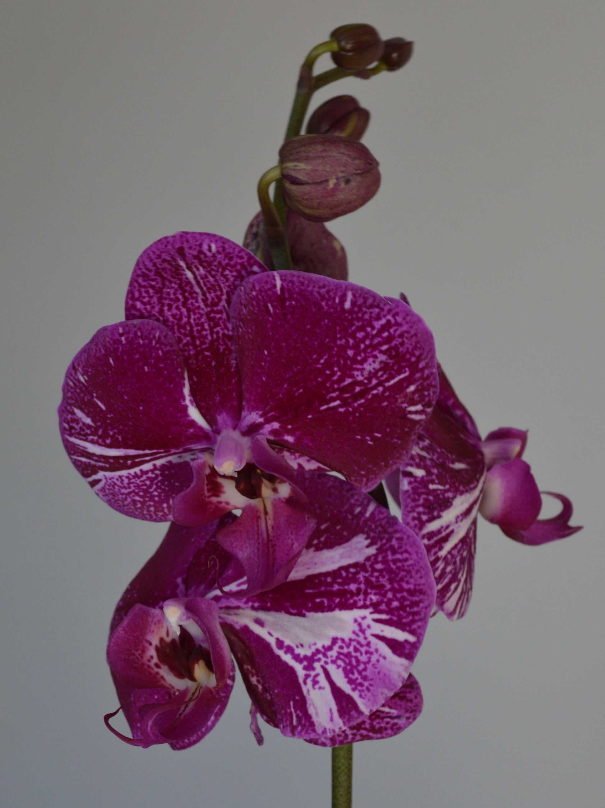 A close-up of a purple and white spotted Phalaenopsis orchid flower with buds on a stem against a plain light gray background.
