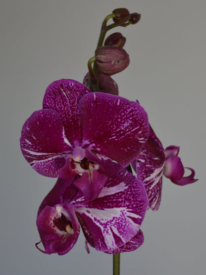 A close-up of a purple and white spotted Phalaenopsis orchid flower with buds on a stem against a plain light gray background.