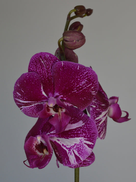 A close-up of a purple and white spotted Phalaenopsis orchid flower with buds on a stem against a plain light gray background.