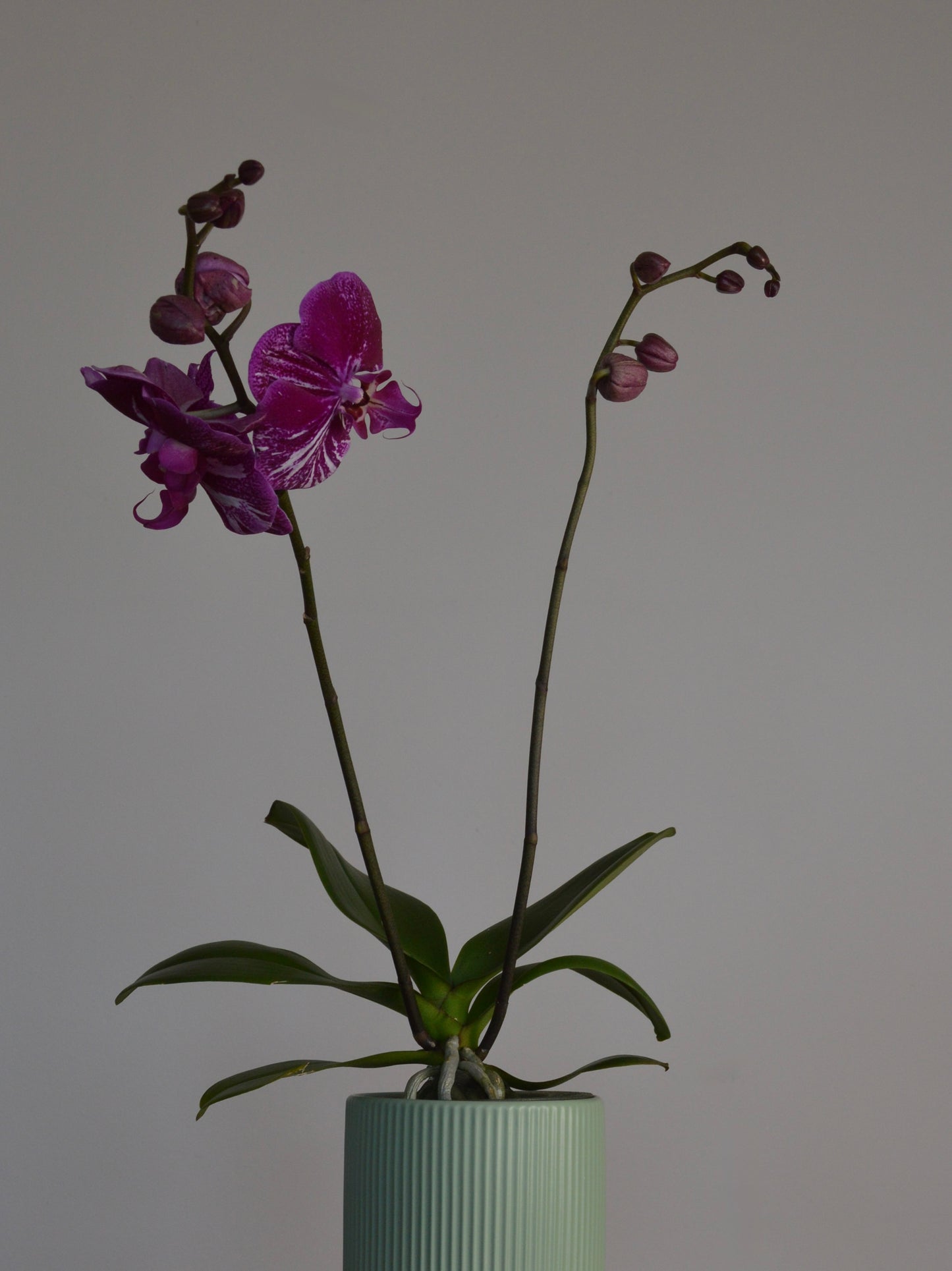 A purple Moth Orchid orchid with green leaves and stems, potted in a ribbed light green ceramic pot against a plain light grey background.