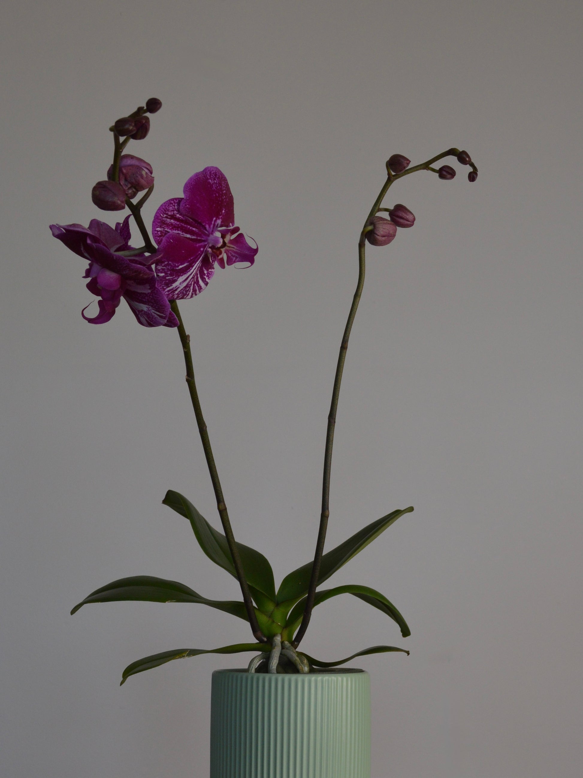 A purple Moth Orchid orchid with green leaves and stems, potted in a ribbed light green ceramic pot against a plain light grey background.