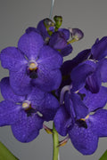 Close-up of vibrant purple vanda orchids