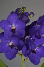 Close-up of vibrant purple vanda orchids
