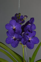 Close-up of purple vanda orchid with green leaves 