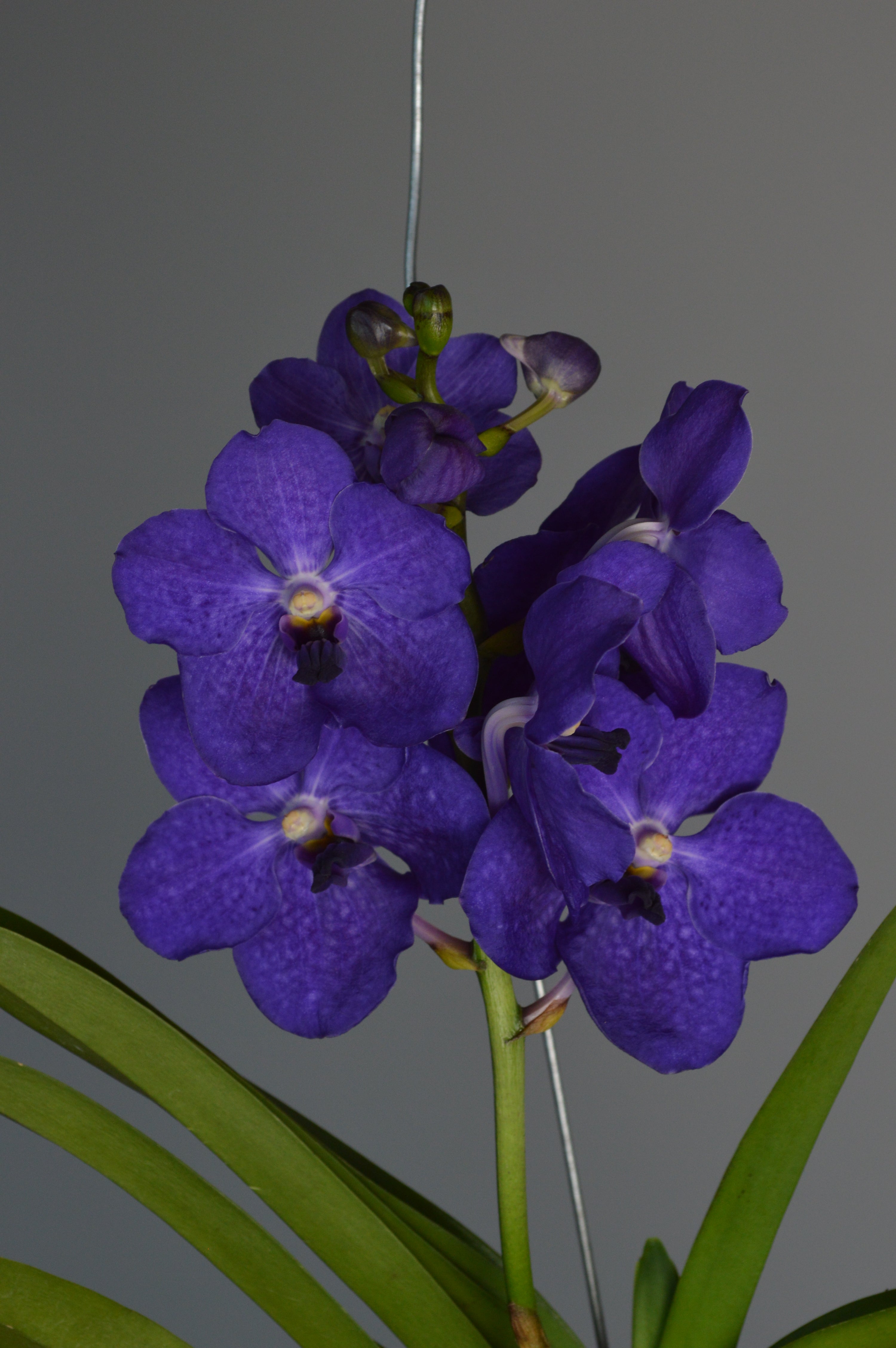 Close-up of purple vanda orchid with green leaves 