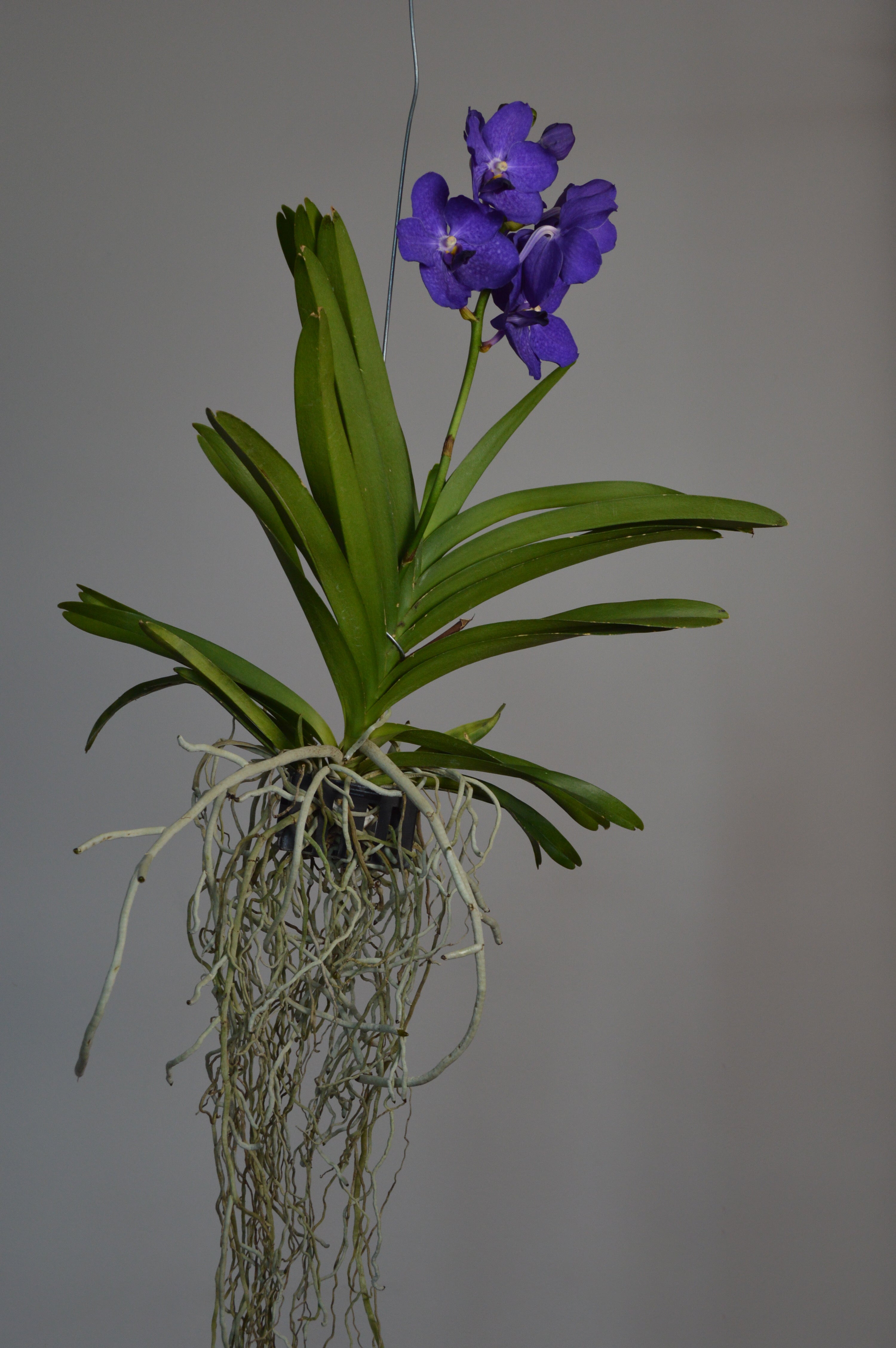 Hanging purple Vanda Orchid with long roots
