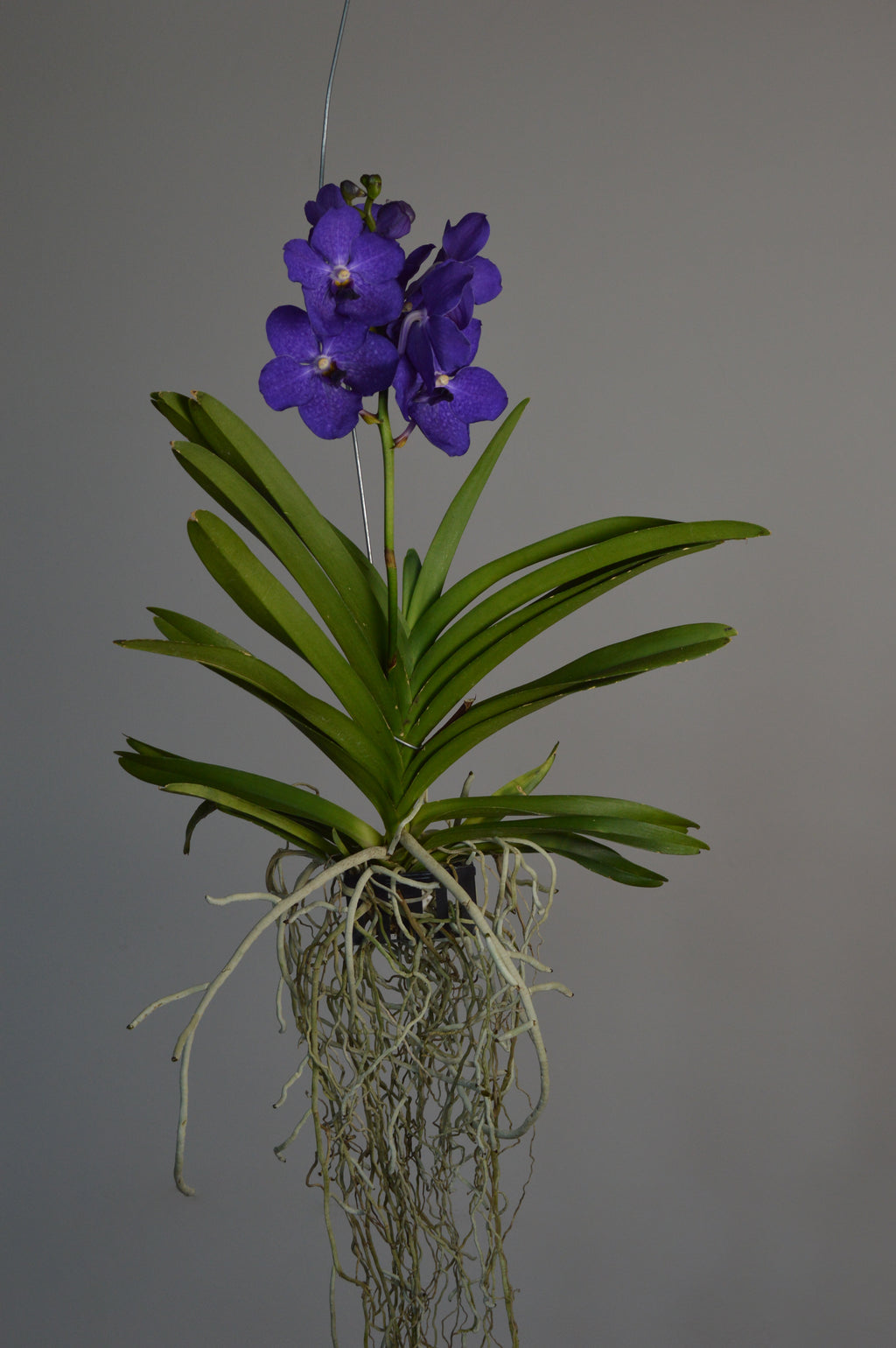 Hanging Vanda Orchid with bright purple flowers 