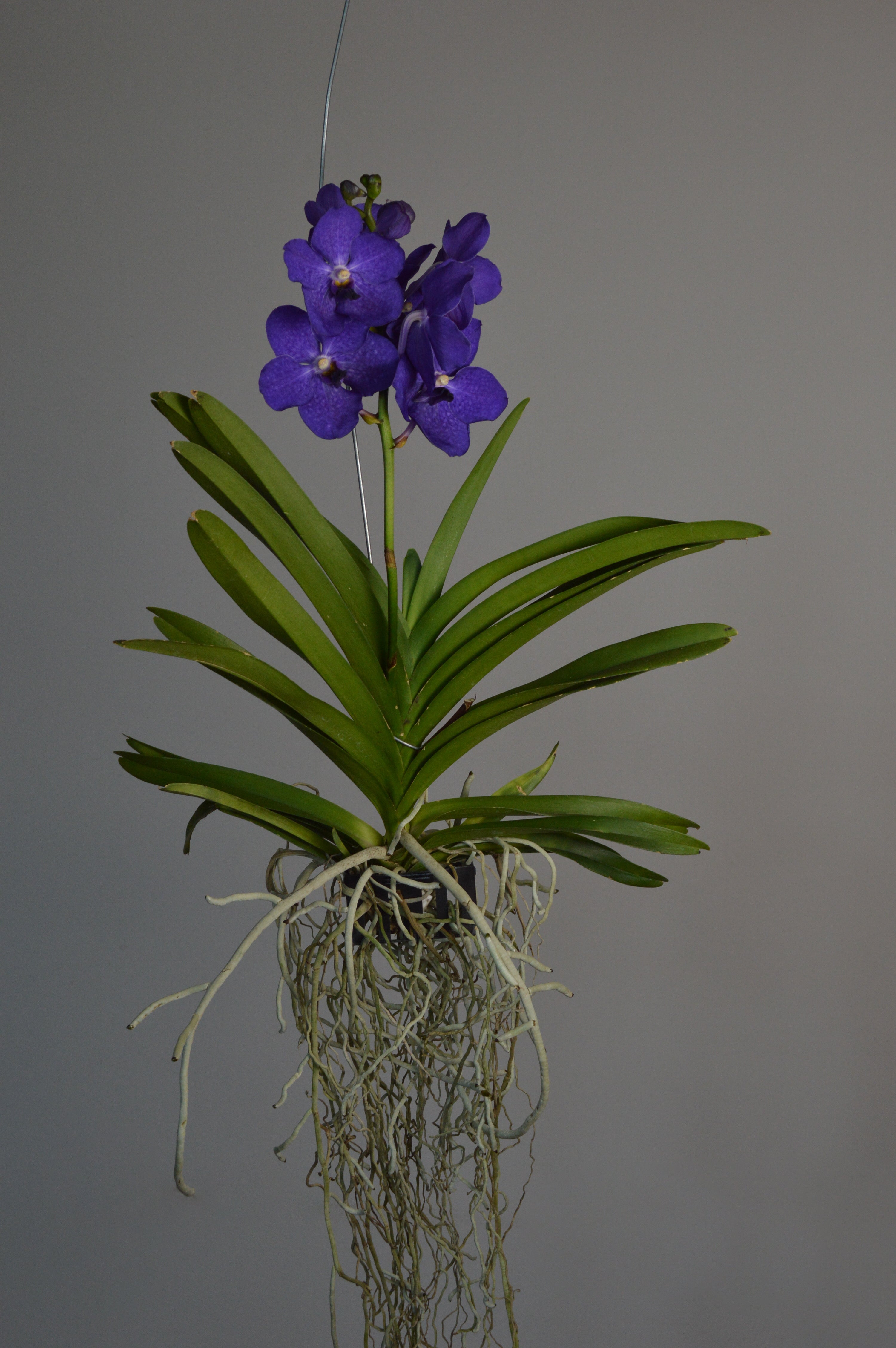 Hanging Vanda Orchid with bright purple flowers 