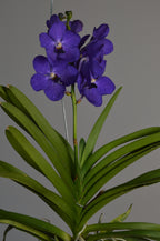 Vanda orchid with vibrant purple flowers 