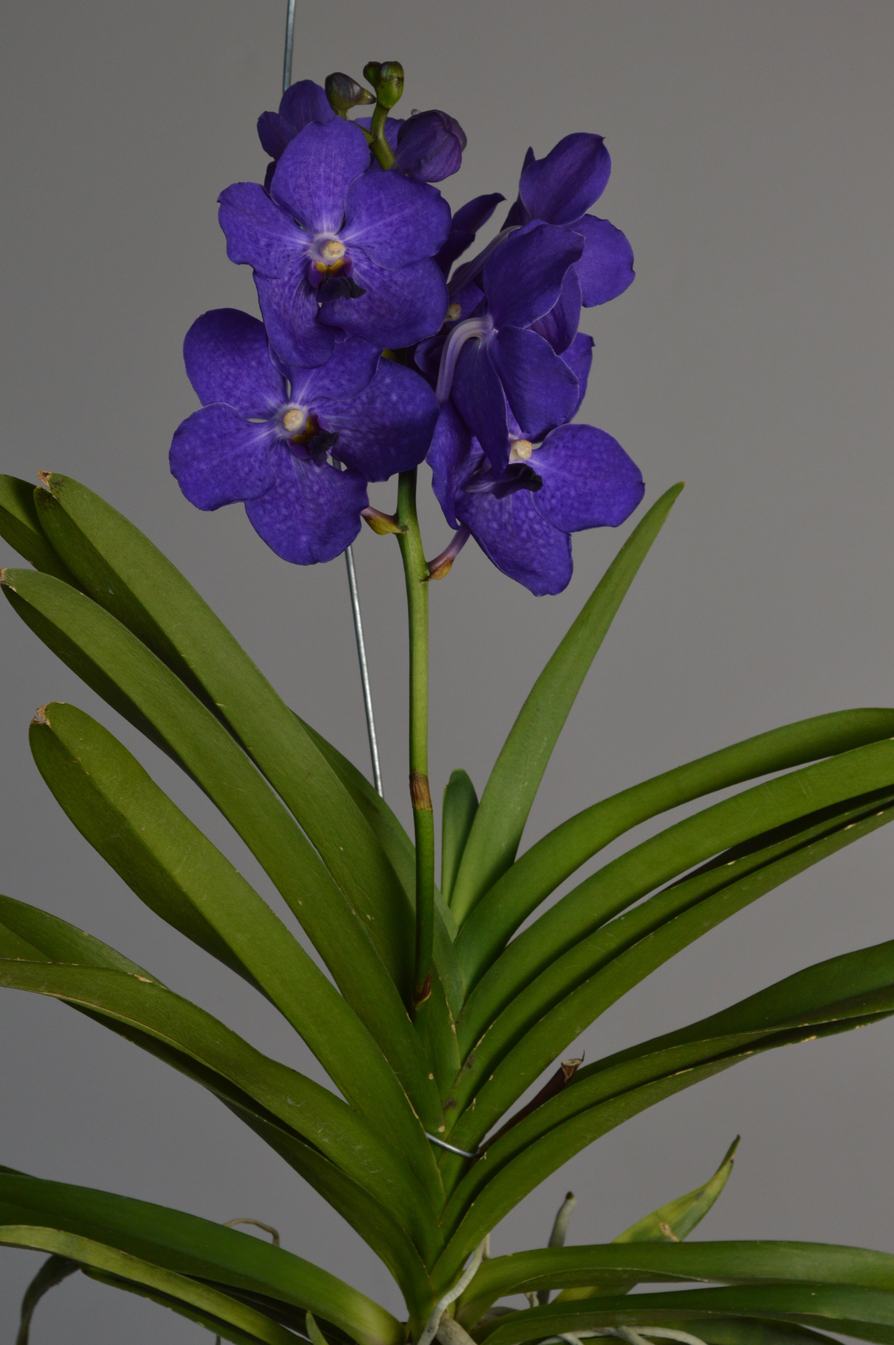 Vanda orchid with vibrant purple flowers 