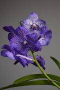 Close up on purple vanda orchid