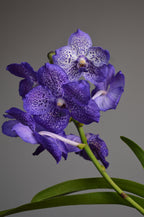 Close up on purple vanda orchid